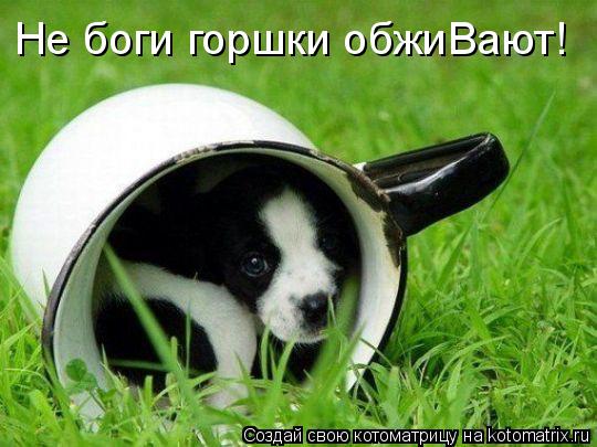 Котоматрица: Не боги горшки обжиВают!
