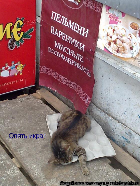 Опять икра!... Котоматрица: Опять икра!