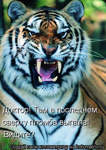 Доктор! Там в последнем, сверху пломба выпала! Видите?... Котоматрица: Доктор! Там в последнем, сверху пломба выпала! Видите?