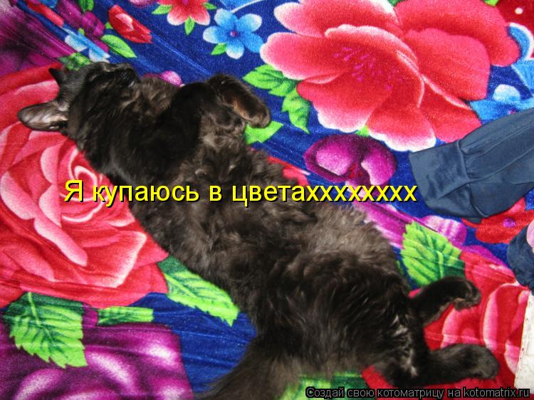 Я купаюсь в цветахххххххх... Котоматрица: Я купаюсь в цветахххххххх