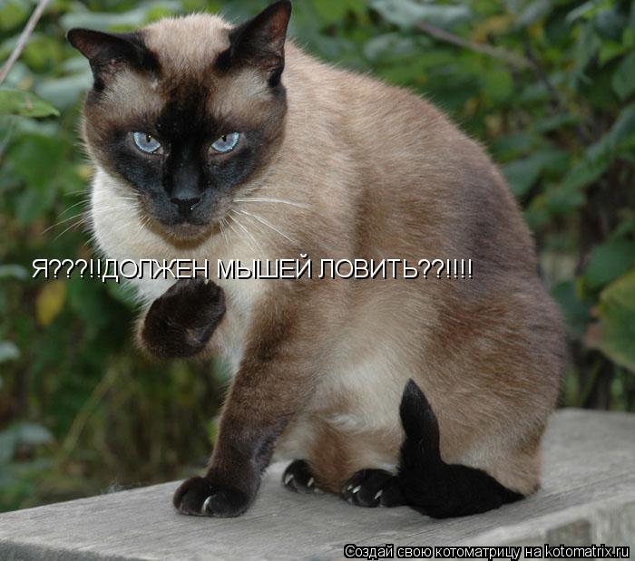 Я???!!ДОЛЖЕН МЫШЕЙ ЛОВИТЬ??!!!!... Котоматрица: Я???!!ДОЛЖЕН МЫШЕЙ ЛОВИТЬ??!!!!