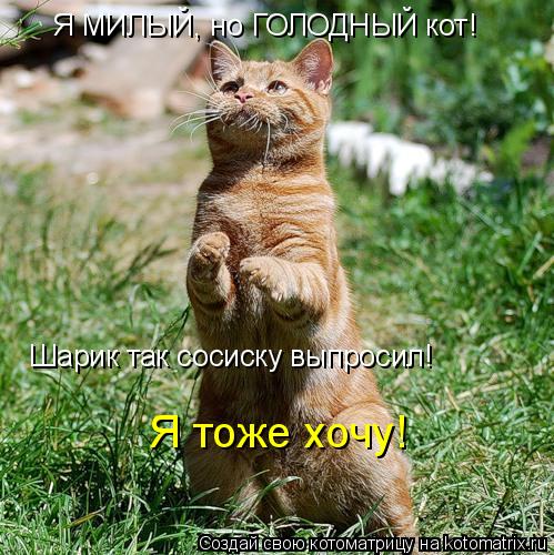 Я МИЛЫЙ, но ГОЛОДНЫЙ кот! Шарик так сосиску выпросил! Я тоже хочу!... Котоматрица: Я МИЛЫЙ, но ГОЛОДНЫЙ кот! Шарик так сосиску выпросил! Я тоже хочу!