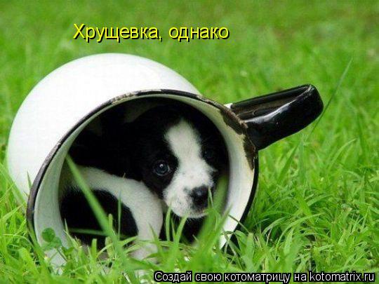 Хрущевка, однако... Котоматрица: Хрущевка, однако