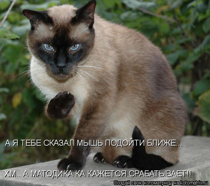 ХМ.. А МАТОДИКА КА КАЖЕТСЯ СРАБАТЫВАЕТ!! А Я ТЕБЕ СКАЗАЛ МЫШЬ ПОДОЙТИ БЛИЖЕ...... Котоматрица: ХМ.. А МАТОДИКА КА КАЖЕТСЯ СРАБАТЫВАЕТ!! А Я ТЕБЕ СКАЗАЛ МЫШЬ ПОДОЙТИ БЛИЖЕ...