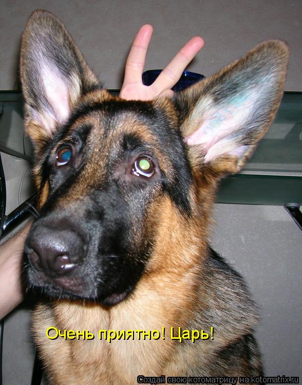 Очень приятно! Царь!... Котоматрица: Очень приятно! Царь!