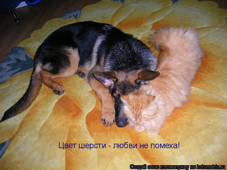 Цвет шерсти - любви не помеха!... Котоматрица: Цвет шерсти - любви не помеха!