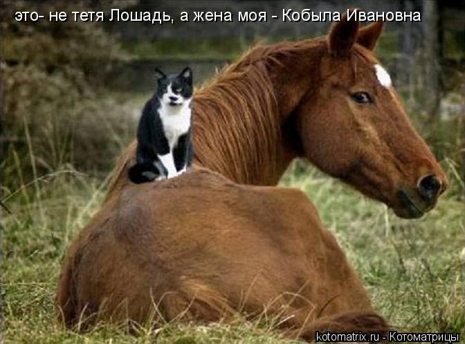 это- не тетя Лошадь, а жена моя - Кобыла Ивановна... Котоматрица: это- не тетя Лошадь, а жена моя - Кобыла Ивановна