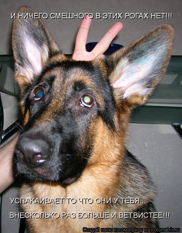 И НИЧЕГО СМЕШНОГО В ЭТИХ РОГАХ НЕТ!!! УСПАКАИВАЕТ ТО ЧТО ОНИ У ТЕБЯ ... ВНЕСКОЛЬКО РАЗ БОЛЬШЕ И ВЕТВИ... Котоматрица: И НИЧЕГО СМЕШНОГО В ЭТИХ РОГАХ НЕТ!!! УСПАКАИВАЕТ ТО ЧТО ОНИ У ТЕБЯ ... ВНЕСКОЛЬКО РАЗ БОЛЬШЕ И ВЕТВИСТЕЕ!!!