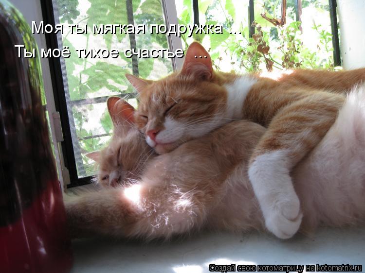 Моя ты мягкая подружка ... Ты моё тихое счастье ...... Котоматрица: Моя ты мягкая подружка ... Ты моё тихое счастье ...