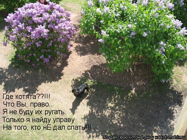 Где котята??!!! Что Вы, право.. Я не буду их ругать. Только я найду управу На того, кто нЕ дал спать!... Котоматрица: Где котята??!!! Что Вы, право.. Я не буду их ругать. Только я найду управу На того, кто нЕ дал спать!!!
