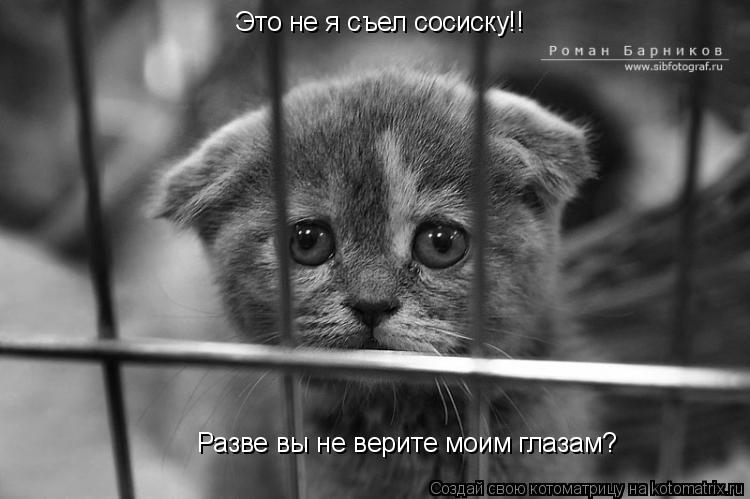 Это не я съел сосиску!! Разве вы не верите моим глазам?... Котоматрица: Это не я съел сосиску!! Разве вы не верите моим глазам?
