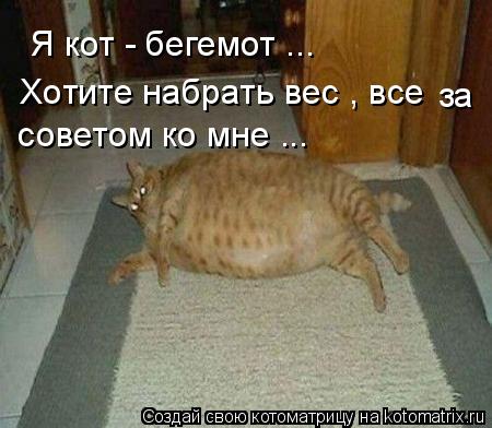 Я кот - бегемот ... Хотите набрать вес , все за советом ко мне ...... Котоматрица: Я кот - бегемот ... Хотите набрать вес , все за советом ко мне ...