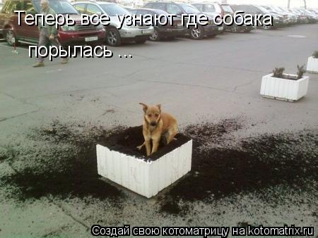 Теперь все узнают где собака порылась ...... Котоматрица: Теперь все узнают где собака порылась ...
