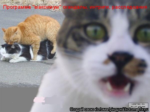Программа "максимум" скандалы, интриги, расследоания... Котоматрица: Программа "максимум" скандалы, интриги, расследоания