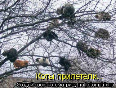 Коты прилетели...... Котоматрица: Коты прилетели...