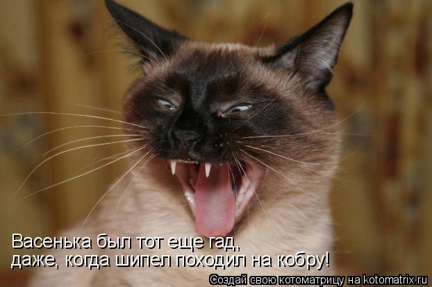 Васенька был тот еще гад, даже, когда шипел походил на кобру!... Котоматрица: Васенька был тот еще гад, даже, когда шипел походил на кобру!
