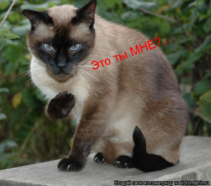 Это ты МНЕ?..... Котоматрица: Это ты МНЕ?..