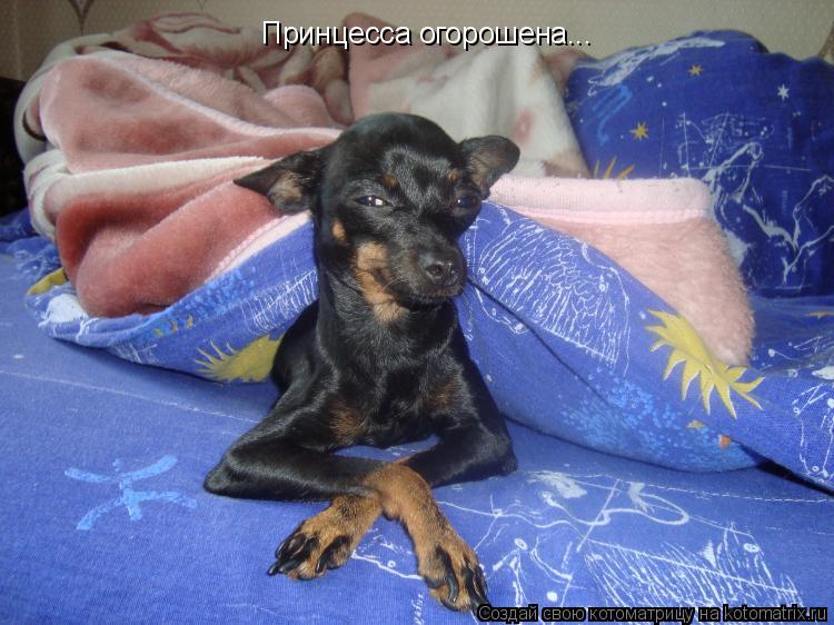 Принцесса огорошена...... Котоматрица: Принцесса огорошена...