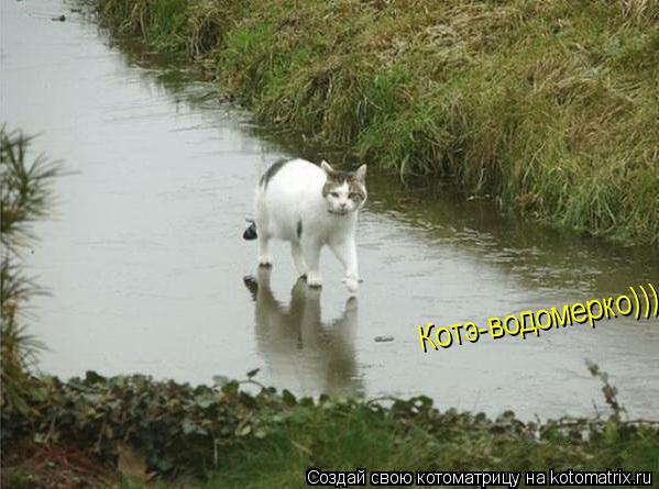 Котэ-водомерко))) Котэ-водомерко)))... Котоматрица: Котэ-водомерко))) Котэ-водомерко)))