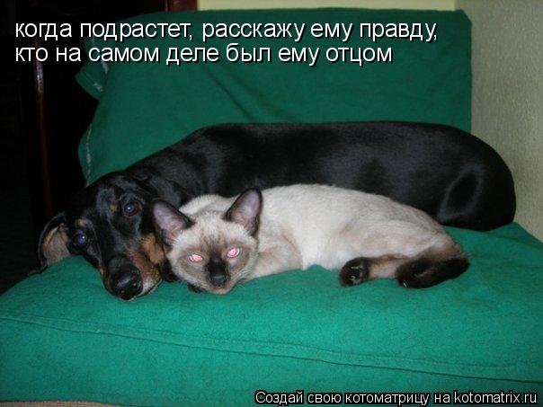 когда подрастет, расскажу ему правду, кто на самом деле был ему отцом... Котоматрица: когда подрастет, расскажу ему правду, кто на самом деле был ему отцом