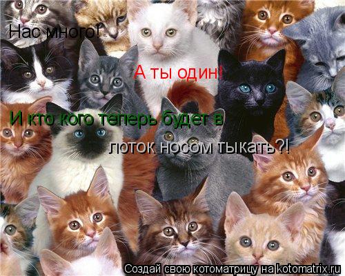 Нас много! А ты один! И кто кого теперь будет в лоток носом тыкать?!... Котоматрица: Нас много! А ты один! И кто кого теперь будет в лоток носом тыкать?!