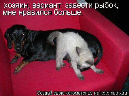хозяин, вариант: завести рыбок, мне нравился больше.... Котоматрица: хозяин, вариант: завести рыбок, мне нравился больше.