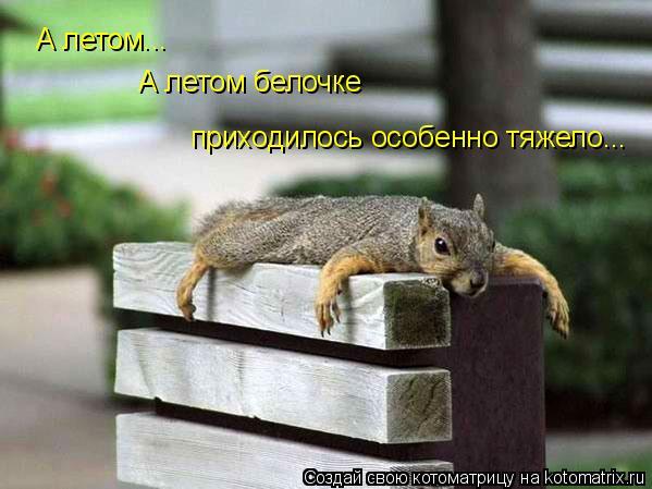 А летом белочке приходилось особенно тяжело... А летом...... Котоматрица: А летом белочке приходилось особенно тяжело... А летом...