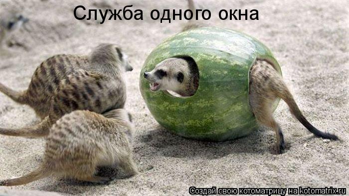 Служба одного окна... Котоматрица: Служба одного окна