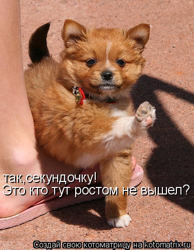 так,секундочку! Это кто тут ростом не вышел?... Котоматрица: так,секундочку! Это кто тут ростом не вышел?