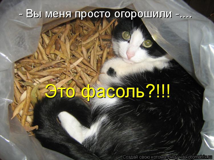 Котоматрица: - Вы меня просто огорошили -.... Это фасоль?!!!