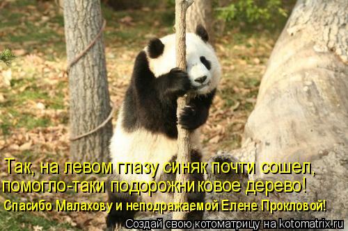 Так, на левом глазу синяк почти сошел, помогло-таки подорожниковое дерево! Спасибо Малахову и неподр... Котоматрица: Так, на левом глазу синяк почти сошел, помогло-таки подорожниковое дерево! Спасибо Малахову и неподражаемой Елене Прокловой!