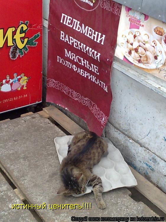 истинный ценитель!!!!... Котоматрица: истинный ценитель!!!!