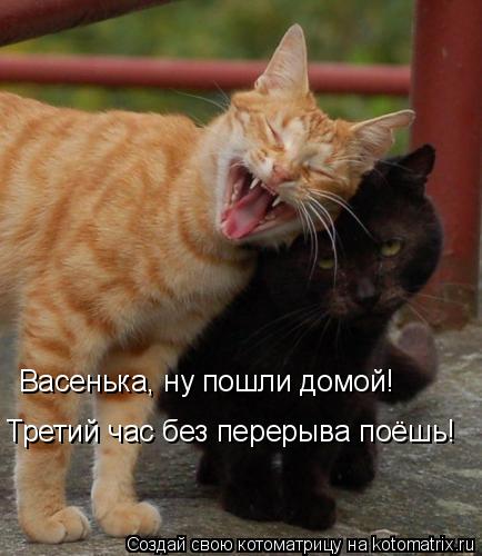 Васенька, ну пошли домой! Третий час без перерыва поёшь!... Котоматрица: Васенька, ну пошли домой! Третий час без перерыва поёшь!