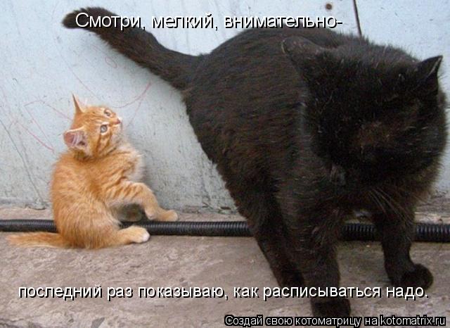 Смотри, мелкий, внимательно- последний раз показываю, как расписываться надо.... Котоматрица: Смотри, мелкий, внимательно- последний раз показываю, как расписываться надо.