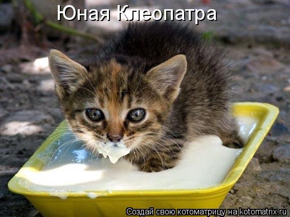 Юная Клеопатра... Котоматрица: Юная Клеопатра