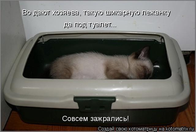Во дают хозяева, такую шикарную лежанку да под туалет... Совсем зажрались!... Котоматрица: Во дают хозяева, такую шикарную лежанку да под туалет... Совсем зажрались!