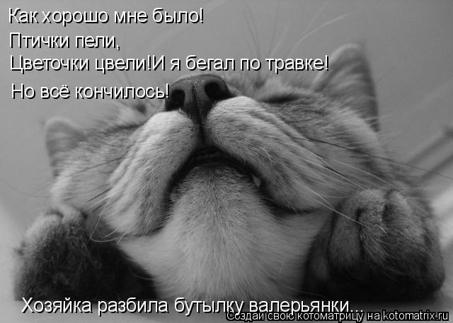 Как хорошо мне было! Птички пели, Цветочки цвели!И я бегал по травке! Хозяйка разбила бутылку валерья... Котоматрица: Как хорошо мне было! Птички пели, Цветочки цвели!И я бегал по травке! Хозяйка разбила бутылку валерьянки... Но всё кончилось!