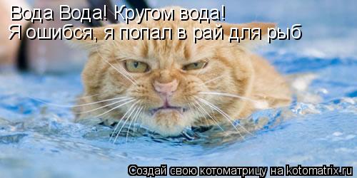 Вода Вода! Кругом вода! Я ошибся, я попал в рай для рыб... Котоматрица: Вода Вода! Кругом вода! Я ошибся, я попал в рай для рыб