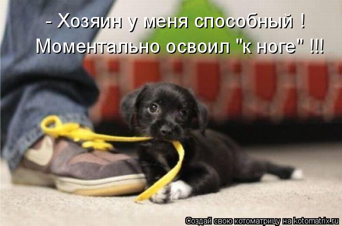 Котоматрица: - Хозяин у меня способный ! Моментально освоил "к ноге" !!!