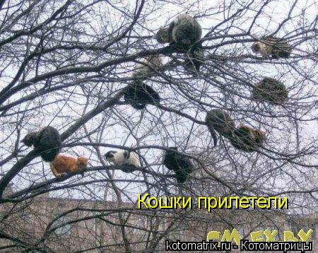 Кошки прилетели... Котоматрица: Кошки прилетели