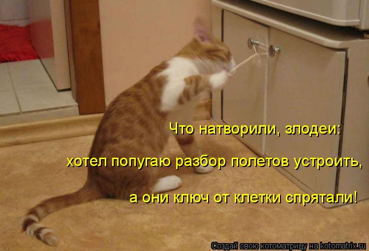 Что натворили, злодеи: хотел попугаю разбор полетов устроить, а они ключ от клетки спрятали!... Котоматрица: Что натворили, злодеи: хотел попугаю разбор полетов устроить, а они ключ от клетки спрятали!