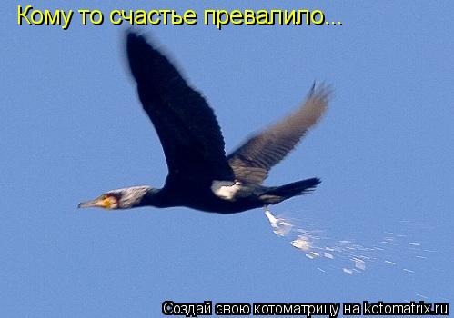 Кому то счастье превалило...... Котоматрица: Кому то счастье превалило...