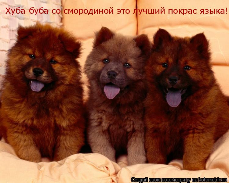-Хуба-буба со смородиной это лучший покрас языка!... Котоматрица: -Хуба-буба со смородиной это лучший покрас языка!