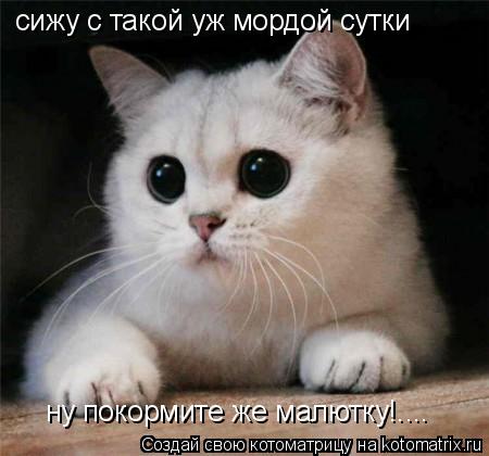 сижу с такой уж мордой сутки ну покормите же малютку!....... Котоматрица: сижу с такой уж мордой сутки ну покормите же малютку!....