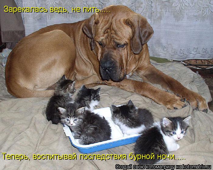 Зарекалась ведь, не пить..... Теперь, воспитывай последствия бурной ночи........ Котоматрица: Зарекалась ведь, не пить..... Теперь, воспитывай последствия бурной ночи.....