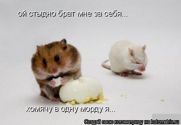 ой стыдно брат мне за себя... хомячу в одну морду я...... Котоматрица: ой стыдно брат мне за себя... хомячу в одну морду я...