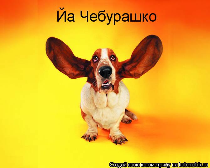 Йа Чебурашко... Котоматрица: Йа Чебурашко