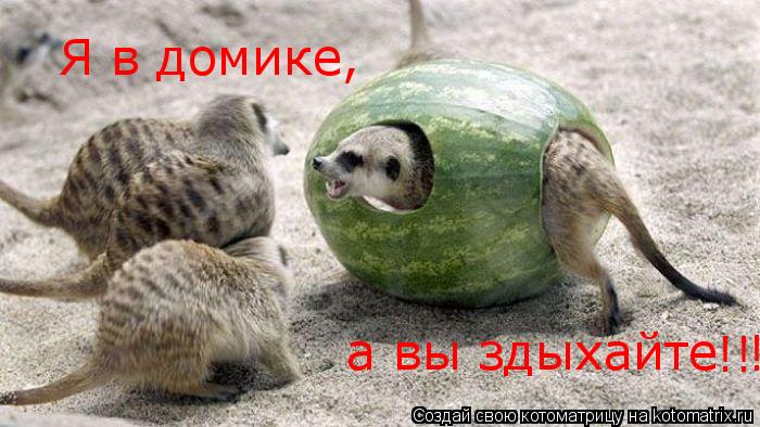 Я в домике, а вы здыхайте !!! !... Котоматрица: Я в домике, а вы здыхайте !!! !