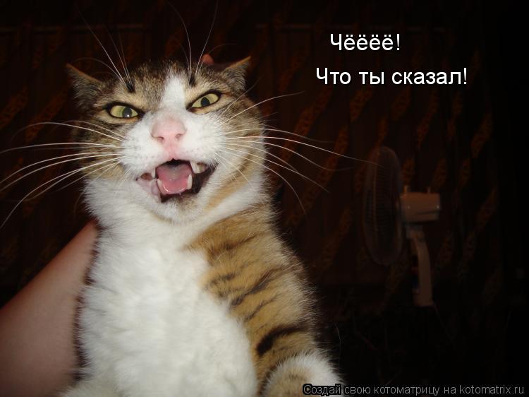 Чёёёё! Что ты сказал!... Котоматрица: Чёёёё! Что ты сказал!
