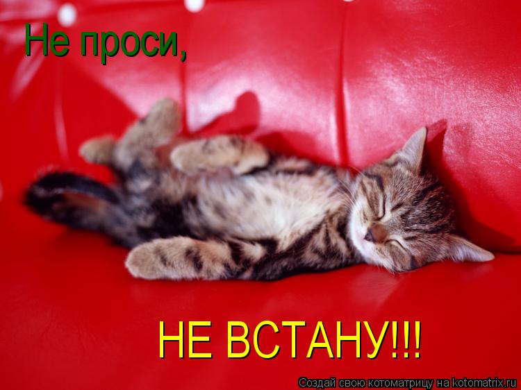Не проси, НЕ ВСТАНУ!!!... Котоматрица: Не проси, НЕ ВСТАНУ!!!